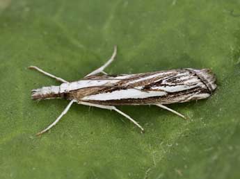 Catoptria staudingeri Z. adulte - ©Lionel Taurand