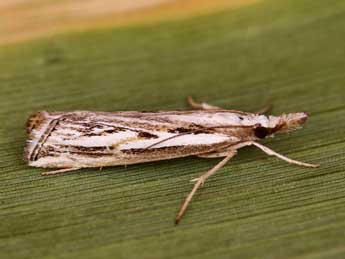 Catoptria staudingeri Z. adulte - Lionel Taurand