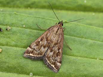 Loxostege sticticalis L. adulte - ©Lionel Taurand