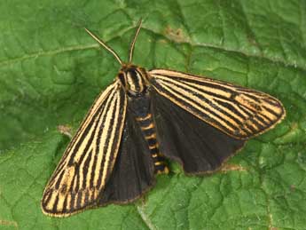 Spiris striata L. adulte - ©Philippe Mothiron