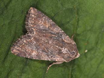 Lacanobia suasa D. & S. adulte - Philippe Mothiron