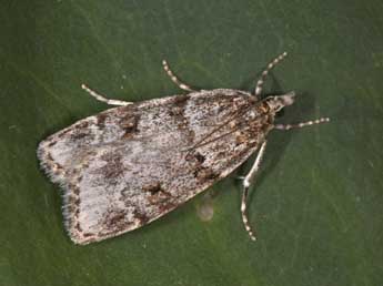 Scoparia subfusca Hw. adulte - Philippe Mothiron