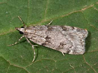 Scoparia subfusca Hw. adulte - Philippe Mothiron