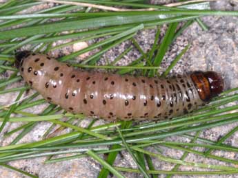  Chenille de Apamea sublustris Esp. - Wolfgang Wagner, www.pyrgus.de