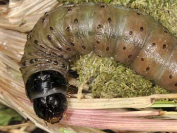  Chenille de Apamea sublustris Esp. - Wolfgang Wagner, www.pyrgus.de