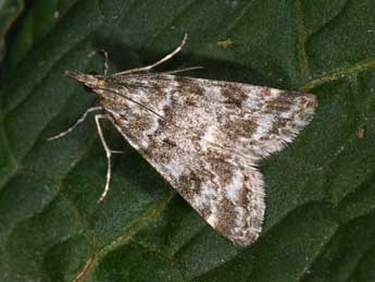 Eudonia sudetica Z. adulte - Philippe Mothiron