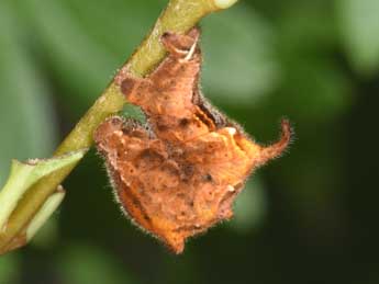  Chenille de Apeira syringaria L. - ©Philippe Mothiron