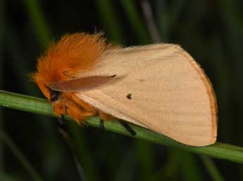 Lemonia taraxaci D. & S. adulte - Philippe Mothiron