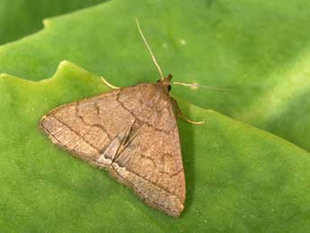 Herminia tarsipennalis Tr. adulte - Philippe Mothiron