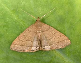 Herminia tarsipennalis Tr. adulte - Philippe Mothiron