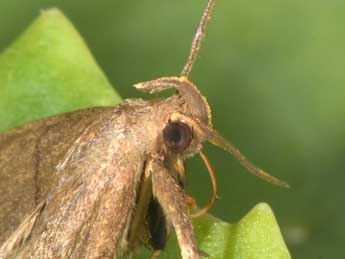 Herminia tarsipennalis Tr. adulte - ©Philippe Mothiron