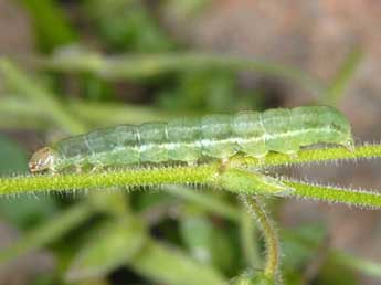  Chenille de Panemeria tenebrata Scop. - Wolfgang Wagner, www.pyrgus.de