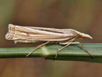 Ancylolomia tentaculella Hb. adulte - ©Lionel Taurand