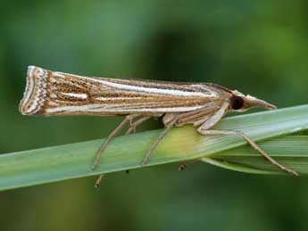 Ancylolomia tentaculella Hb. adulte - Lionel Taurand