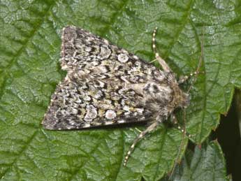 Hadena tephroleuca Bsdv. adulte - ©Philippe Mothiron