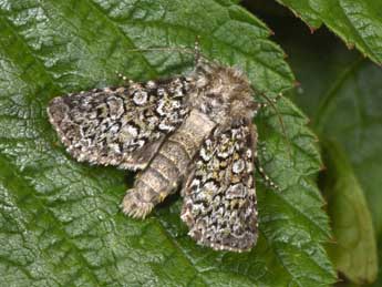 Hadena tephroleuca Bsdv. adulte - Philippe Mothiron