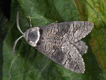 Acossus terebra D. & S. adulte - Philippe Mothiron