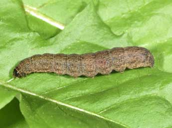  Chenille de Caradrina terrea Frr - ©Philippe Mothiron