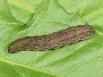  Chenille de Caradrina terrea Frr - Philippe Mothiron