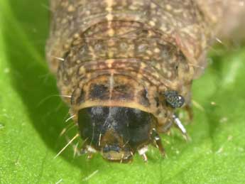  Chenille de Caradrina terrea Frr - Philippe Mothiron