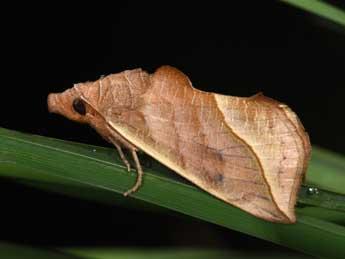 Calyptra thalictri Bkh. adulte - Philippe Mothiron