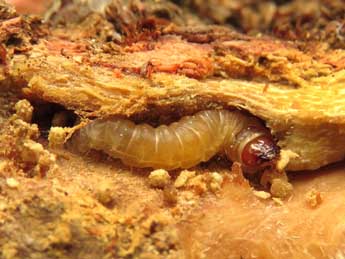  Chenille de Synanthedon theryi Le Cerf - ©Ruben Meert