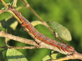  Chenille de Ophiusa tirhaca Cr. - ©Lionel Taurand