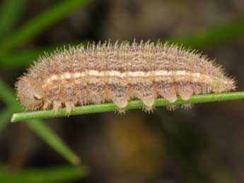  Chenille de Pyronia tithonus L. - Wolfgang Wagner, www.pyrgus.de