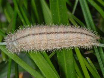  Chenille de Pyronia tithonus L. - ©Wolfgang Wagner, www.pyrgus.de