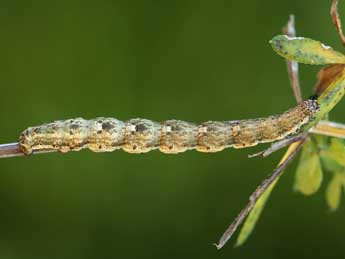  Chenille de Coenotephria tophaceata D. & S. - Lionel Taurand