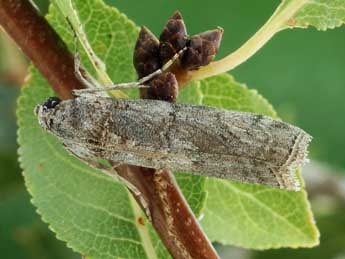 Phycita torrenti Agjo adulte - Friedmar Graf