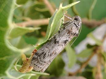 Phycita torrenti Agjo adulte - Friedmar Graf