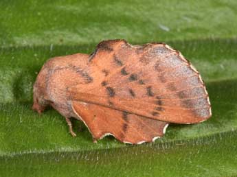 Phyllodesma tremulifolia Hb. adulte - ©Philippe Mothiron