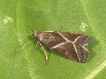 Nyctegretis triangulella Rag. adulte - Philippe Mothiron