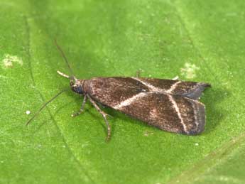 Nyctegretis triangulella Rag. adulte - Philippe Mothiron