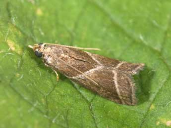 Nyctegretis triangulella Rag. adulte - Philippe Mothiron