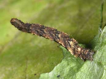  Chenille de Idaea trigeminata Hw. - Philippe Mothiron