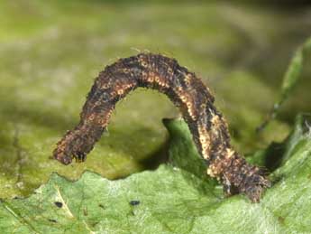  Chenille de Idaea trigeminata Hw. - ©Philippe Mothiron