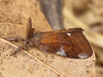 Orgyia trigotephras Bsdv. adulte - ©Lionel Taurand