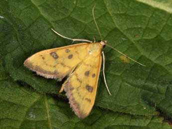 Mecyna trinalis D. & S. adulte - ©Philippe Mothiron