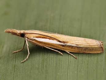 Agriphila tristella D. & S. adulte - ©Lionel Taurand