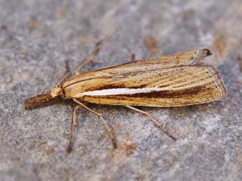 Agriphila tristella D. & S. adulte - ©Lionel Taurand