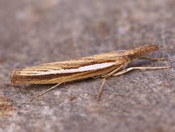 Agriphila tristella D. & S. adulte - ©Lionel Taurand