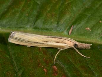 Agriphila tristella D. & S. adulte - ©Philippe Mothiron