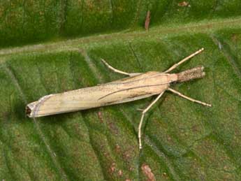 Agriphila tristella D. & S. adulte - ©Philippe Mothiron