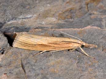 Agriphila tristella D. & S. adulte - Philippe Mothiron