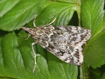 Eudonia truncicolella Stt. adulte - ©Philippe Mothiron