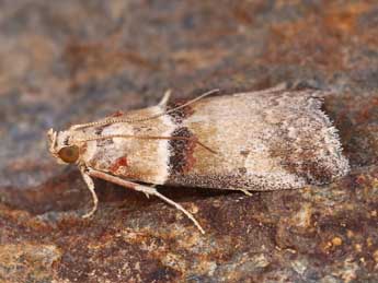 Acrobasis tumidana D. & S. adulte - Lionel Taurand