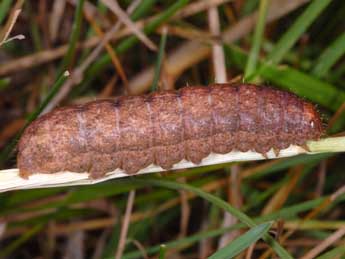  Chenille de Mythimna turca L. - Wolfgang Wagner, www.pyrgus.de