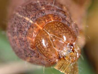  Chenille de Mythimna turca L. - Wolfgang Wagner, www.pyrgus.de